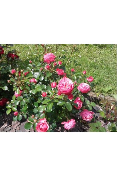 Троянда флорібунда Леонардо да Вінчі бутони